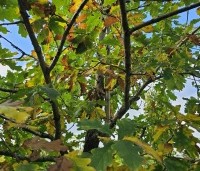 Quercus petraea - Wintereik - 2