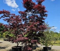 Acer palmatum 'Bloodgood' - Japanse esdoorn - 2