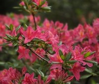 Rhododendron 'Jolie Madame'' - Azalea 'Jolie Madame' - 1