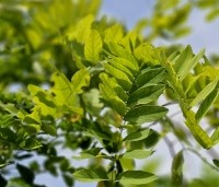 Robinia margaretta 'Casque Rouge' - Rode acacia - 1