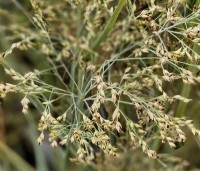 Panicum virgatum 'Prairie Sky' - Vingergras 'Prairie Sky' - 3