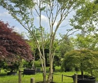 Heptacodium miconioides - Zevenzonenboom - 1