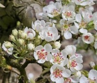 Pyrus com. 'Conference' - Pyrus com. 'Conference' - bloesem handpeer