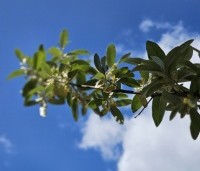 Elaeagnus commutata 'Zempin' - Olijfwilg - 1