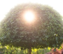 Acer Globosum