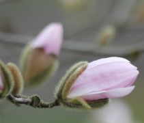 Magnolia stellata 'Rosea' bloemknoppen gaan open