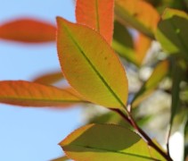Photinia fraseri 'Red Robin'