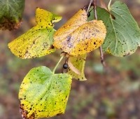 Tilia x europaea 'Pallida' - Koningslinde - 1