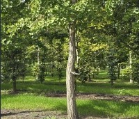 Ginkgo biloba - Japanse Notenboom - 2