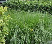 Pennisetum alopecuroides 'Hameln' - Lampenpoetsersgras 'Hameln' - juni