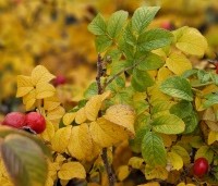 Rosa rugosa 'Alba' - Bottelroos - herfst