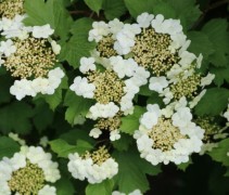 Viburnum opulus