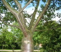 Ent Prunus subhirtella 'Autumnalis'