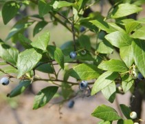 Vaccineum GoldTraube