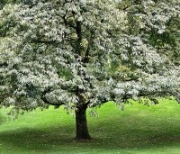 Castanea sativa 'Variegata' - Tamme Kastanje 'Variegata' - 2