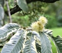 Castanea sativa 'Variegata' - Tamme Kastanje 'Variegata' - 3
