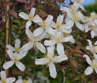 Clematis montana 'Grandiflora' - Bosrank 'Grandiflora' - 1
