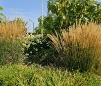 Ficus carica - Vijg - 2