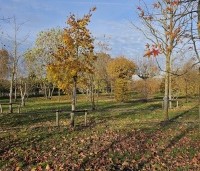 Tilia henryana - Chinese linde - 1