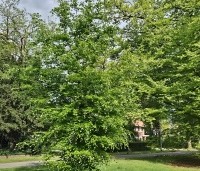 Fagus sylvatica - Groene beuk - beveerde jonge boom