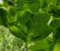 Liriodendron tulipifera 'Aureomarginatum' - Tulpenboom 'Aureomarginatum' - 1