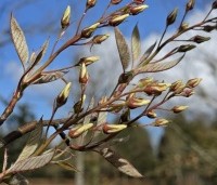 Amelanchier lamarckii - Krentenboompje - 1