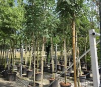 Sorbus aucuparia 'Edulis' - Meelbes - 1