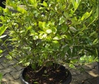 Vaccinium corymbosum 'Goldtraube 23' - Blauwe bes Goldtraube 23 - 2