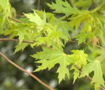 Acer saccharinum 'Laciniatum Wieri' / Zilveresdoorn  'Laciniatum Wieri' blad