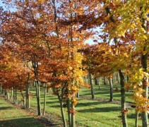 Fagus sylvatica