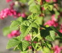 Ribes sanguineum 'King Edward VIII'