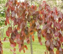 Rode Treurbeuk ‘Purpurea Pendula’ met fraaie bladkleur