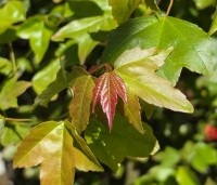 Acer buergerianum - Drietandsesdoorn - 2