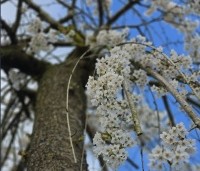 Prunus subhirtella 'Pendula' - Treur sierkers - 3