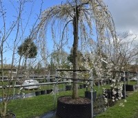 Prunus subhirtella 'Pendula' - Treur sierkers - 1