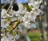 Prunus subhirtella 'Pendula' - Treur sierkers - 2