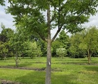 Phellodendron amurense - Amur kurkboom - 1