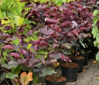 Cercis canadensis 'Forest Pansy' - Amerikaanse judasboom - 1