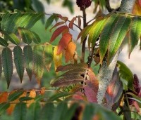 Rhus typhina - Fluweelboom - 1