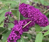 Buddleja davidii 'Royal Red' - Vlinderstruik 'Royal Red' - 3