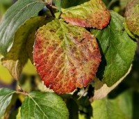 Viburnum carlcephalum - Sneeuwbal carlcephalum - herfstkleuren