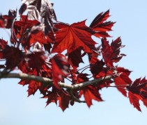 Acer platanoïdes 'Royal Red' 