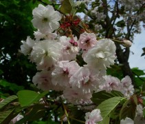 Bloesem prunus 'Shirofugen'
