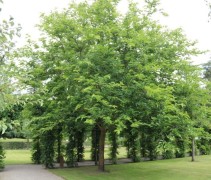 Morus nigra