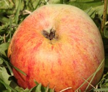 Rijpe appel