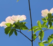 Cornus Stellar Pink
