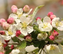 Malus 'Evereste' bloesem