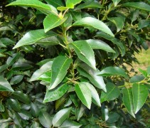 prunus lusitanica 'Angustifolia'