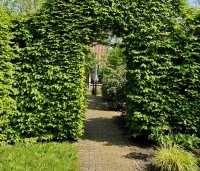 Carpinus betulus - Haagbeuk - 2