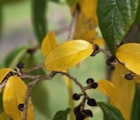 Sycoparrotia semidecidua - Schijnparrotia - 5